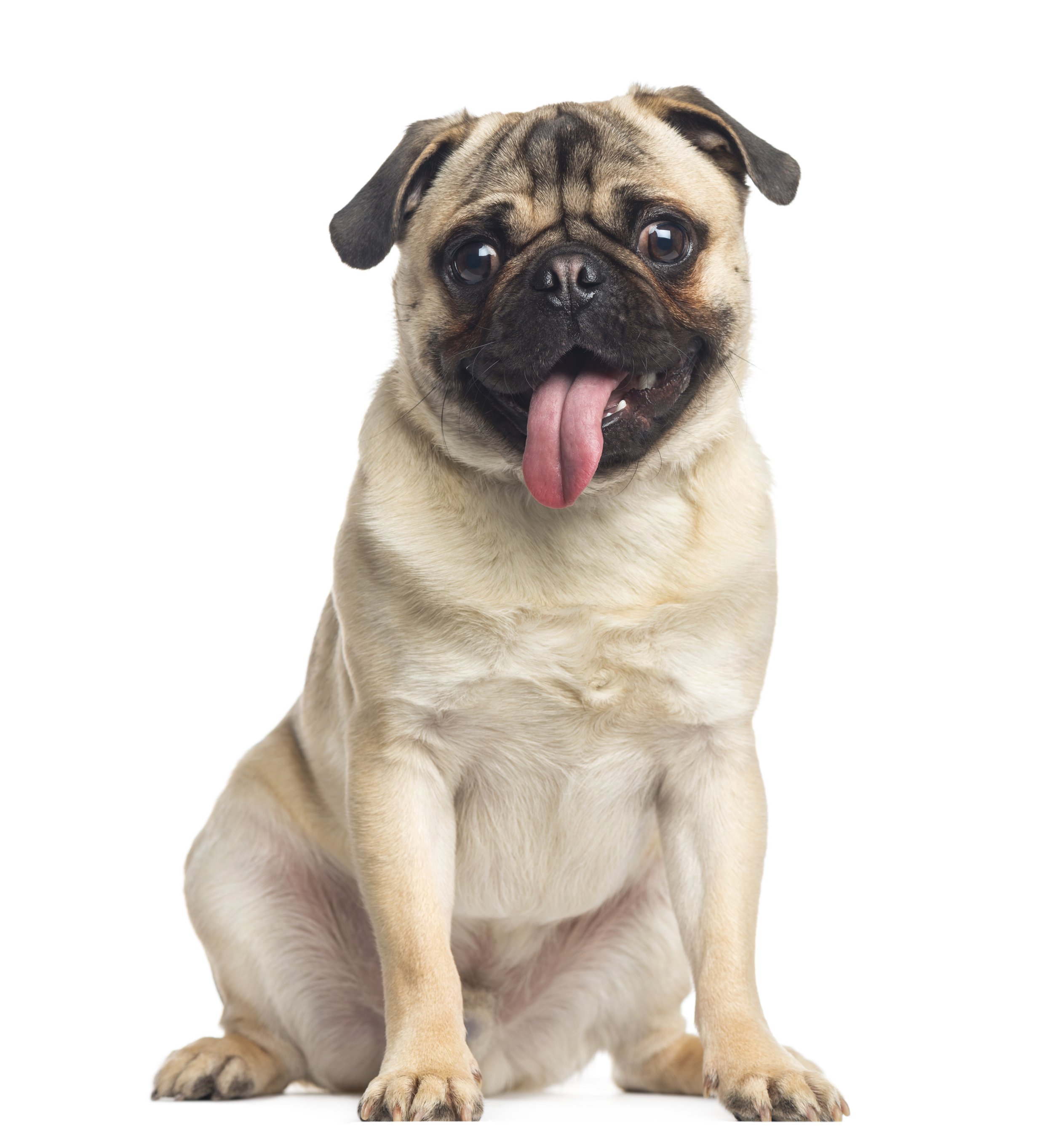 My hotsell pug stinks